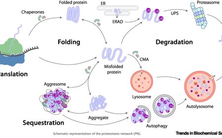 Proteostasis in cellular dormancy: lessons from yeast to oocytes
