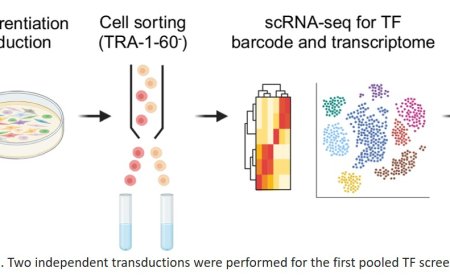 Platform for in vitro production of human microglia cells from iPSC
