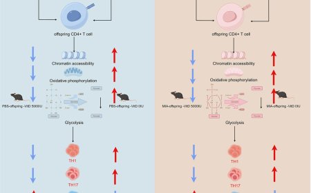 How maternal vitamin D affects intestinal inflammation in offsprings