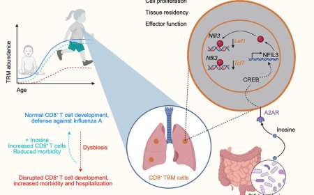 How microbiota protects against influenza in newborns
