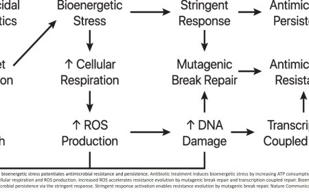 Bioenergetic trigger accelerating antibiotic resistance