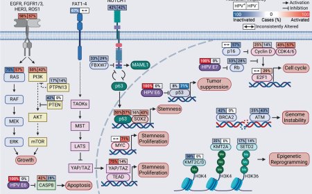 HPV drives tumor development in rare nasal cancers