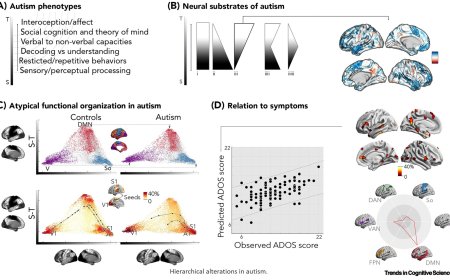Autism-related shifts in the brain’s information processing hierarchy