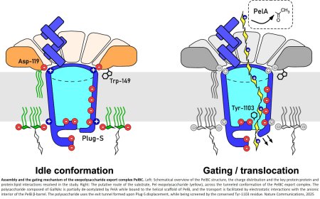 Polysaccharide assembly and transport in Pseudomonas aeruginosa biofilm