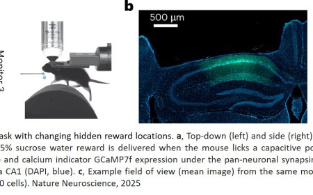 Reward experience map in flexible hippocampal population
