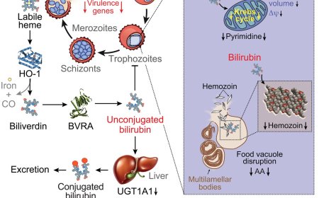 Jaundice-associated pigment in protecting against malaria