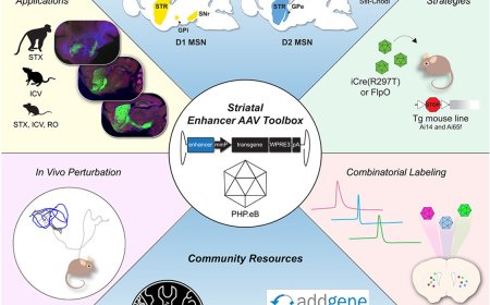 Enhancer AAV toolbox for accessing and perturbing striatal cell types and circuits