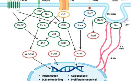 3D models of dysfunctional adipose tissue