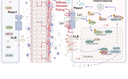 How immune cells identify pathogenic fungi?