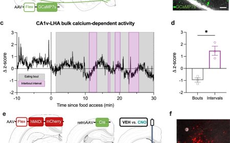 Meal-related memory in ventral hippocampus