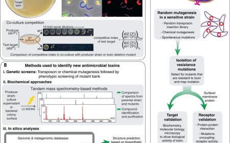 When bacteria get hungry, they kill – and eat – their neighbors