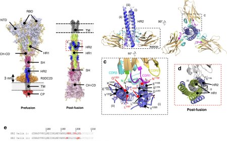 New antibodies against current and future coronaviruses identified!