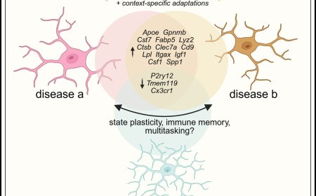 Microglia transcriptional states and their functional significance: Context drives diversity