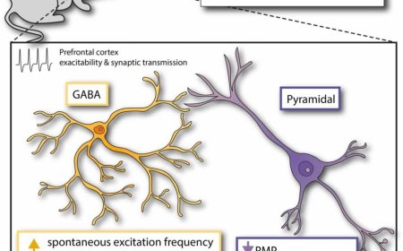 Alcohol consumption and aging brain!