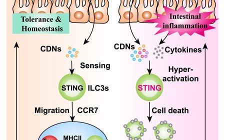Immune tolerance to gut microbes is initiated by a key bacterial sensor