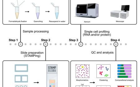 Imaging-based STAMP technique for single-cell RNA analysis