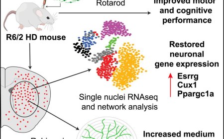 Glial replacement therapy slows Huntington’s disease
