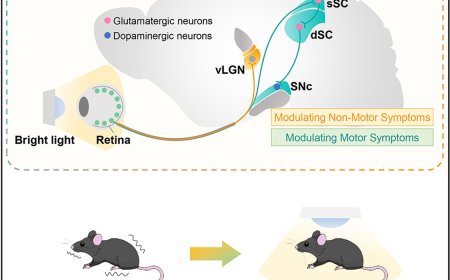 How bright-light treatment ameliorates motor and non-motor deficits in Parkinson’s disease