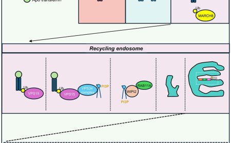Transferrin receptor controls both autophagosome formation and closure