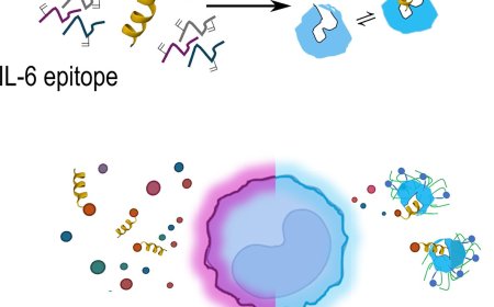 Protein-based molecular imprinting: gelatin nanotraps for interleukin-6 sequestration in inflammation cell models