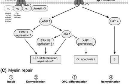 Therapeutic potential of GPR17, an orphan G protein-coupled receptor