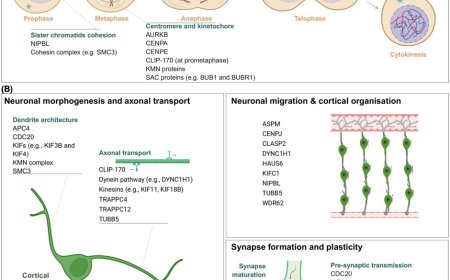 Non-canonical roles of mitotic proteins in cortical neurons