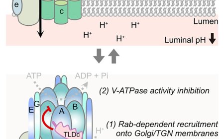 Maintaining optimal pH within the Golgi apparatus