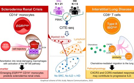 Heterogeneity in immune cell abnormalities in patients with systemic sclerosis