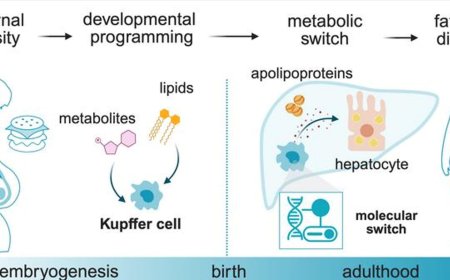 How maternal obesity also affects the next generation