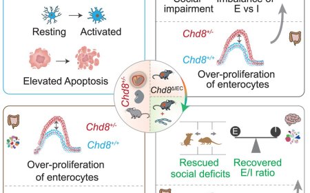 Single-cell delineation of the microbiota-gut-brain axis: Probiotic intervention in Chd8 haploinsufficient mice