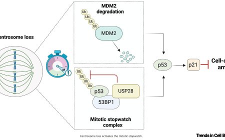 Role of centrosome in cancer