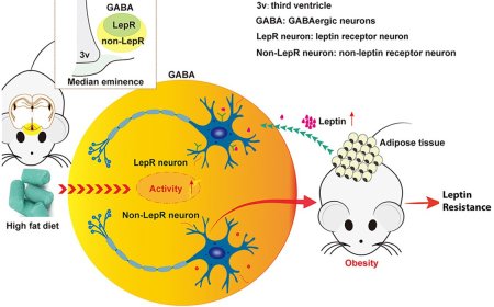 An alternative neural basis underlying leptin resistance
