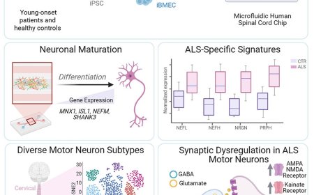 An organ-chip model of sporadic ALS