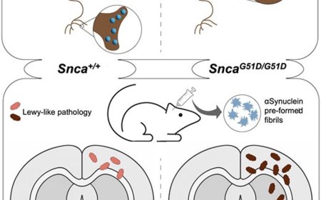 Rat model for familial Parkinson’s disease
