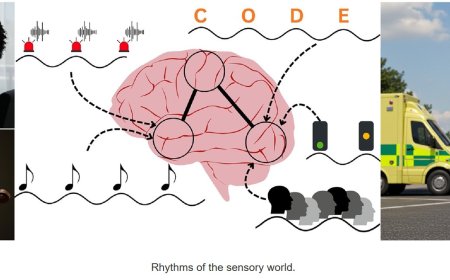 Fixed and flexible perceptual rhythms