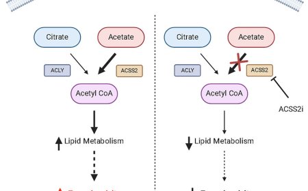 Oncogene mutation in colorectal cancer leads to metabolic reprogramming