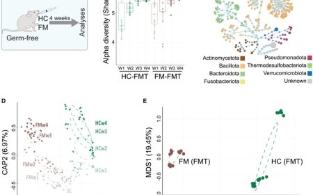 The gut microbiota promotes pain in fibromyalgia