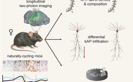 The role of estrous cycle in modulating hippocampal function