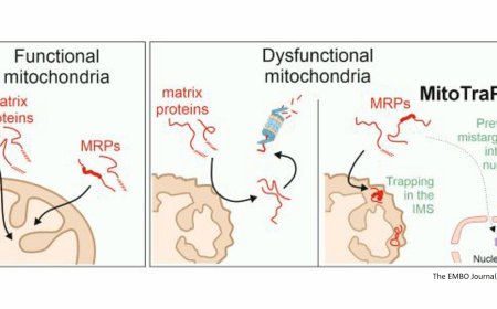 Dysfunctional mitochondria trap proteins in the intermembrane space