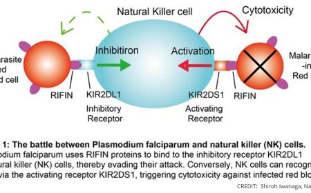 How immune cells fight – and are fooled by – malaria