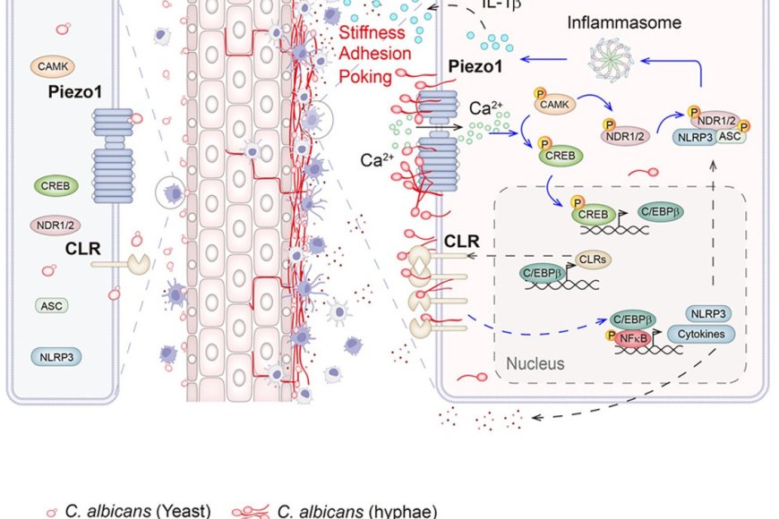 Piezo1 senses hyphae and initiates host defense against pathogenic ...