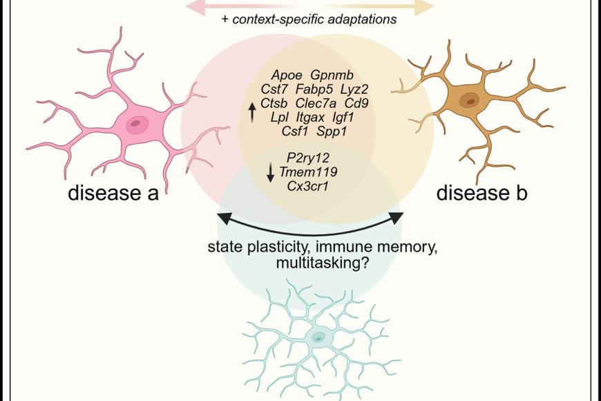 Microglia transcriptional states and their functional significance ...