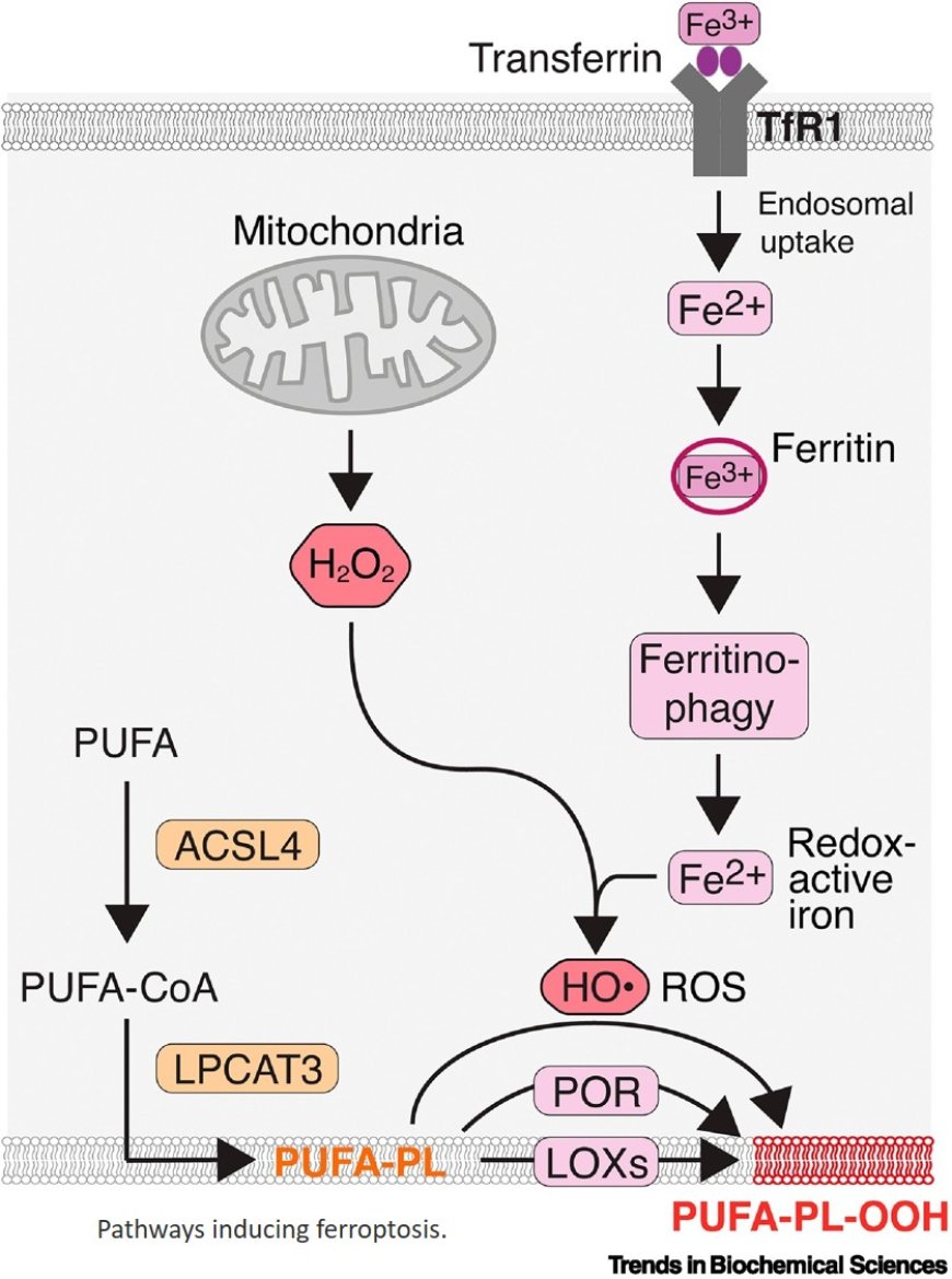 Nutritional regulators of ferroptosis