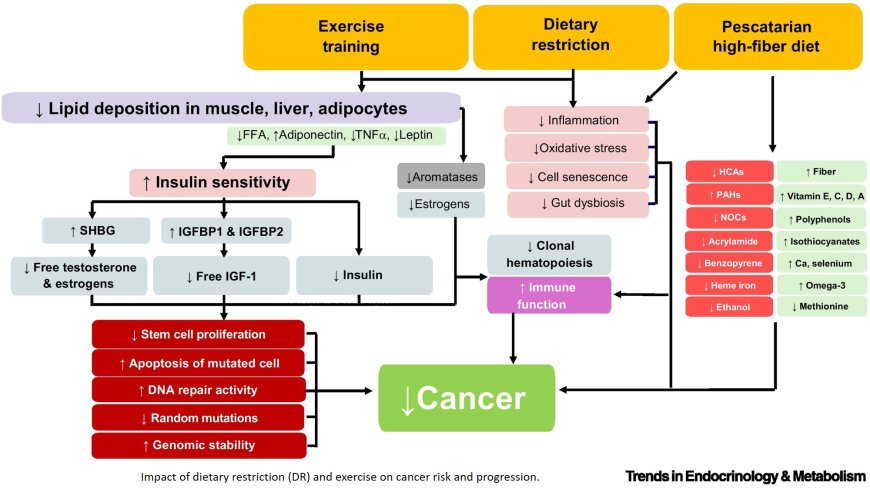 Dietary and pharmacological energy restriction and exercise for healthspan extension