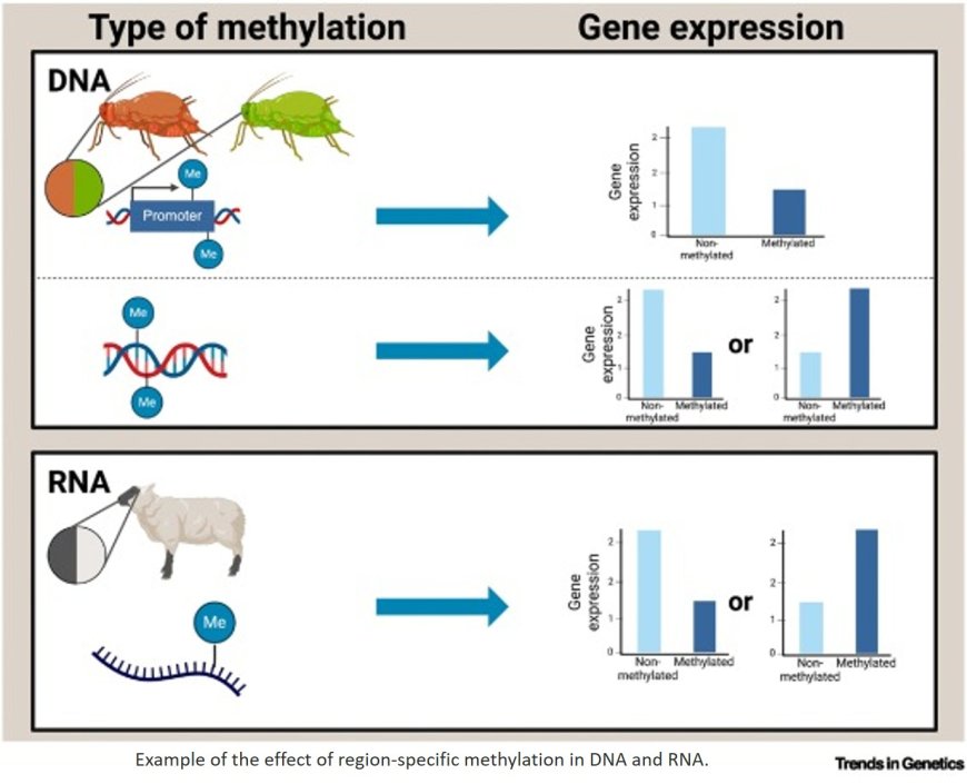 Epigenomic and epitranscriptomic methylation in animal coloration