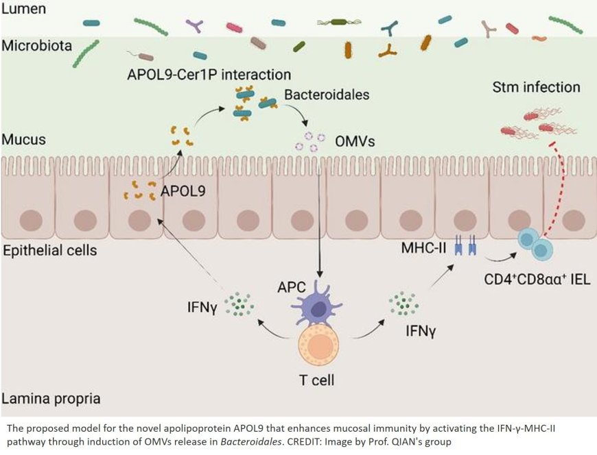 Lipid-based communication between body and gut microbes to maintain intestinal health