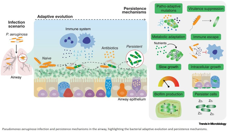 Pseudomonas aeruginosa: persistence beyond antibiotic resistance