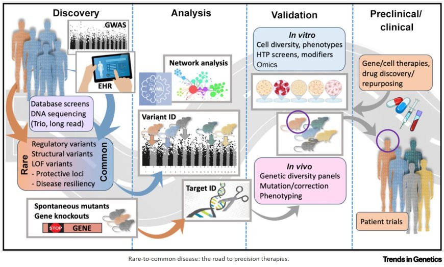 The rare-to-common disease journey: a winding road to new therapies