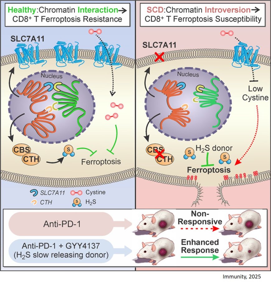 How sickle cell disease suppresses antitumor immunity