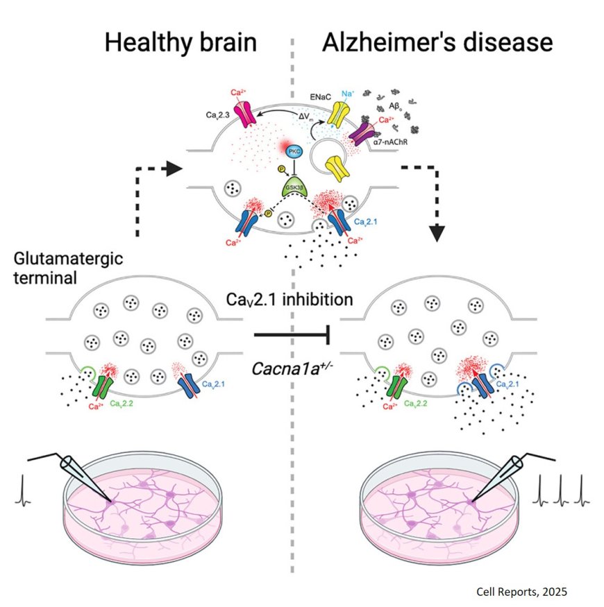 CaV2.1 mediates presynaptic dysfunction induced by amyloid b oligomers